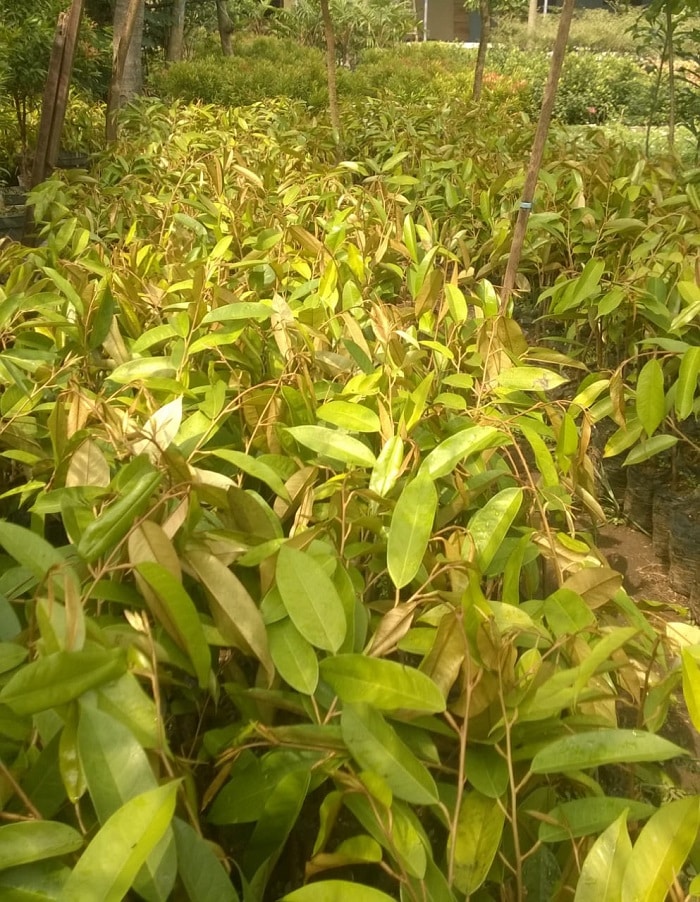 Bibit Durian di Kebun Bibit Alamku Asri