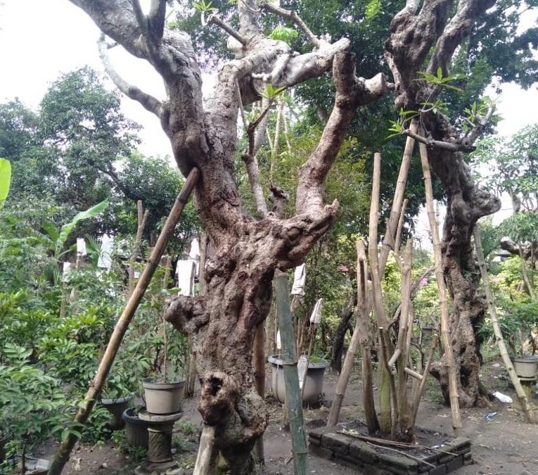Jual Pohon Kamboja Fosil Untuk Taman dan Proyek