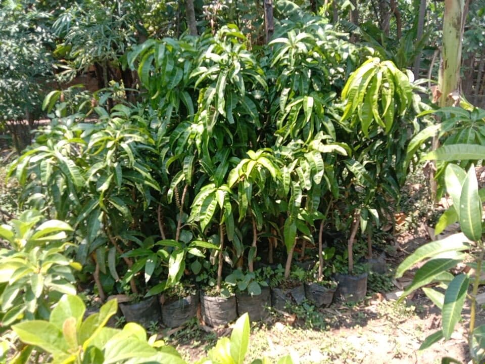 Jual Bibit Mangga Unggul Berkualitas