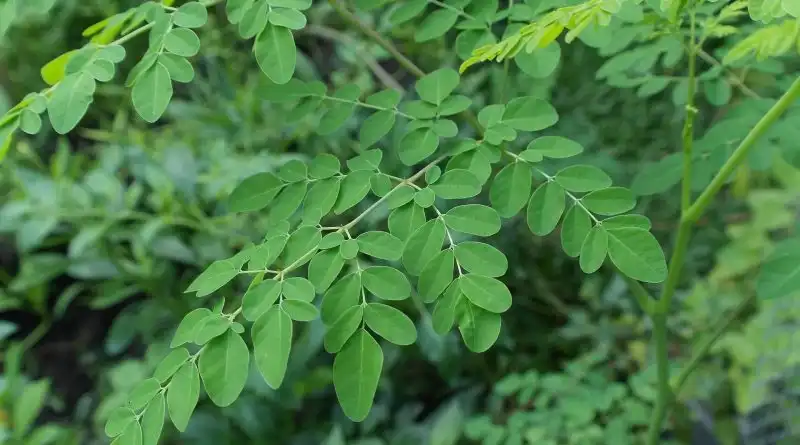 Daun Pohon Moringa Kelor Afrika