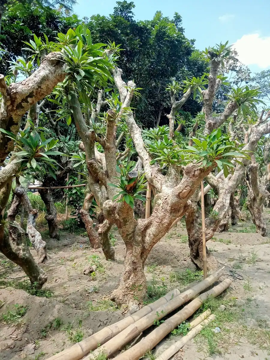 Galeri Foto Alamku Asri 1