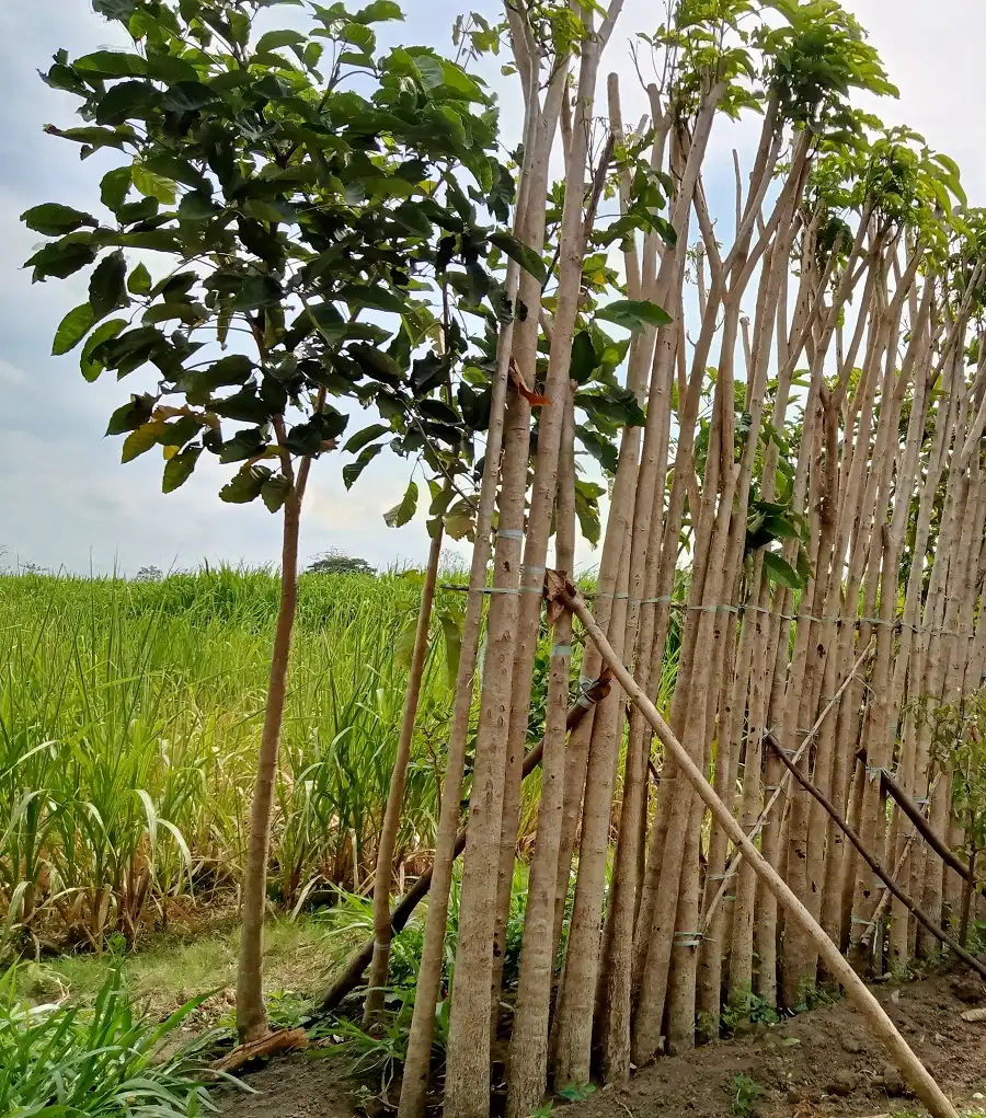 Galeri Foto Alamku Asri 9