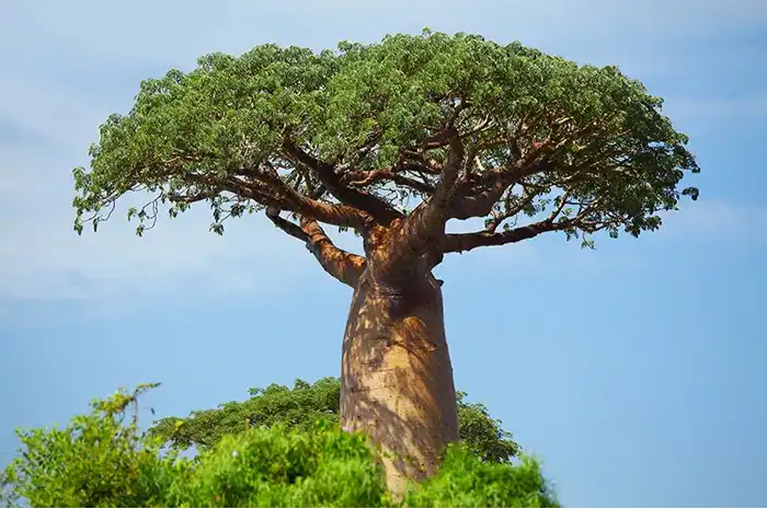 Pohon Baobab atau Kaki Gajah