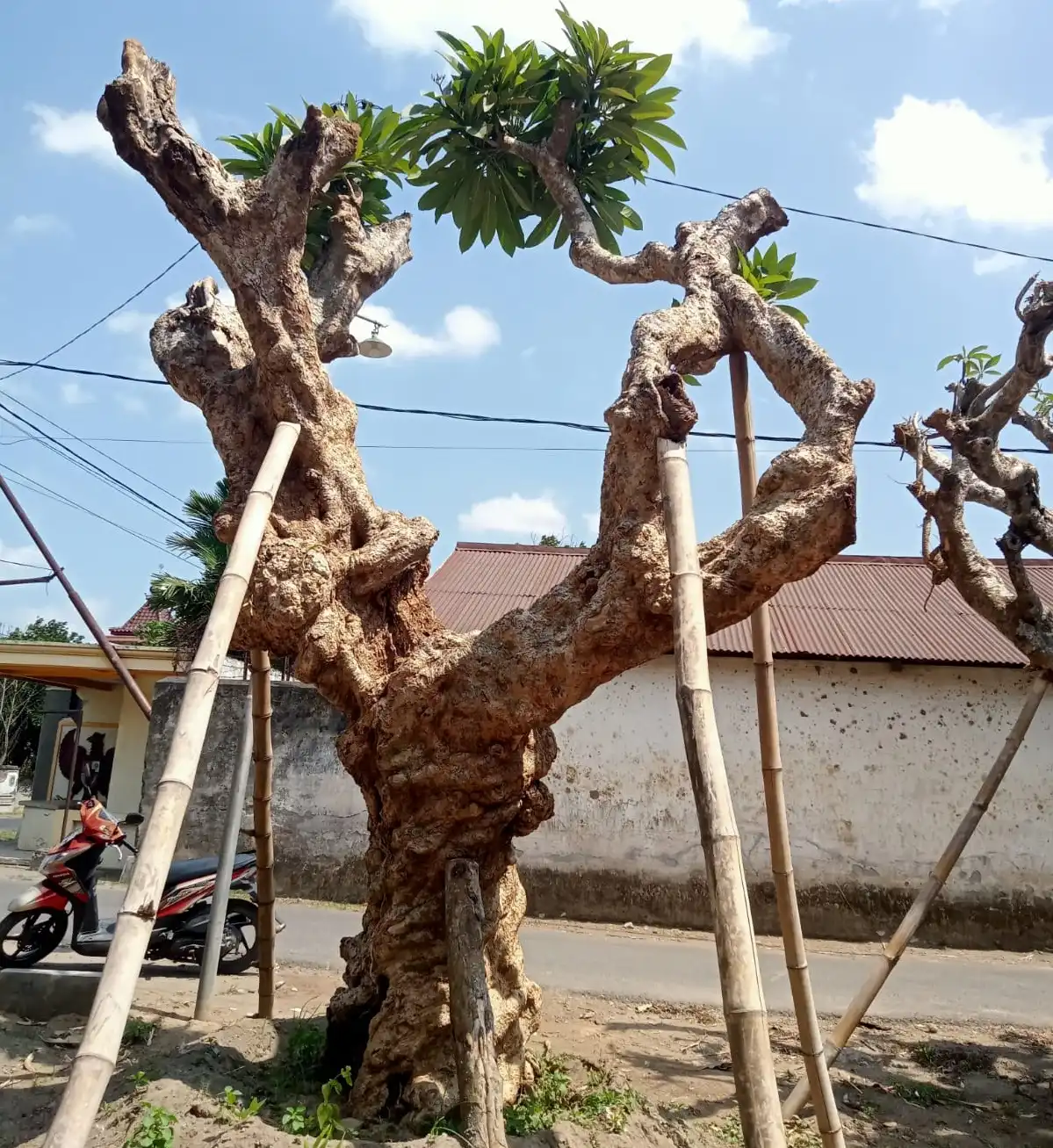 Jasa Penanaman Kamboja Fosil