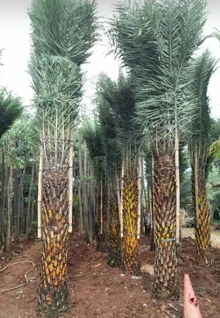 Kebun Pohon Palem